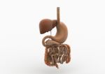 Human Digestive System Stock Photo