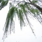 Chinese Willow Tree Stock Photo