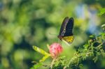 Monarch Butterfly Stock Photo