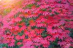 Maple In Autumn In Korea Stock Photo