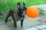 French Bull Dog Holding Balloon Stock Photo