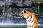 Tiger In The Water Stock Photo