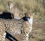 Cheetah In Namibia Stock Photo