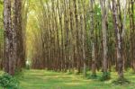 Para Rubber Tree Plantation Stock Photo