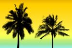 Coconut Tree Silhouette Stock Photo