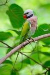 Male Red-breasted Parakeet Stock Photo