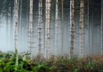 Deep Forest Stock Photo