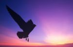 Silhouetted Seagull Flying At Colorful Sunset Stock Photo