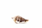 Sea Shell On White Background Stock Photo