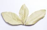 Leaf Stock Photo