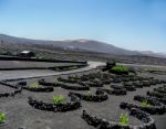 The Vines Of Lanzarote Stock Photo