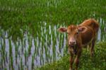 Calf Grazing Near The Edge Of A Rice Field Stock Photo