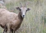 Bighorn Sheep (ovis Canadensis) Stock Photo