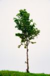 Maple Tree Isolated On White Stock Photo