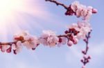 Cherry Blossom With Soft Focus, Sakura Season Background Stock Photo