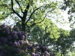 Nature And Flowers In The Park Stock Photo