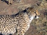 Cheetah In Namibia Stock Photo