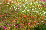 Portulaca Stock Photo