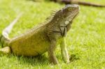 Iguanas At The Iguana Park In Downtown Of Guayaquil, Ecuador Stock Photo