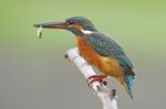 Female Common Kingfisher Stock Photo