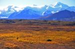 Autumn  In Denali National Park Stock Photo