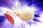 Inner Ear Structure 3d Stock Photo