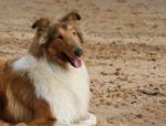 Puppy Collie On The Beach Pet Friendly Stock Photo