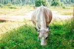 Cow Grazing On The Lawn Stock Photo