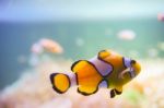 Cartoon Fish Near Sea Anemone Stock Photo