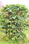 Fresh Coffee Bean On Tree Stock Photo