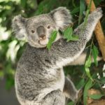 Koala In A Eucalyptus Tree Stock Photo