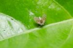 Aphid Insect In Green Nature Stock Photo