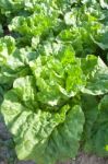 Chinese Cabbage Stock Photo