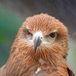 Black Kite Stock Photo