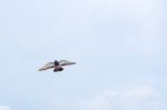 Pigeon Flies In The Blue Sky In A Sunny Day Stock Photo