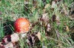 Fly Agaric Toadstool (amanita Muscaria) Stock Photo