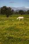 White Horse On A Landscape Field Of Yellow Flowers Stock Photo