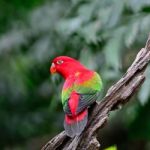 Chattering Lory Stock Photo