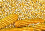 Corn Grains Stock Photo