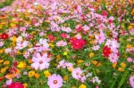 Colorful Cosmos Flower Blooming In The Field Stock Photo