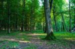 Forest Landscape In Summer Stock Photo