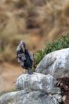 Spotted Shag (phalacrocorax Punctatus) Stock Photo