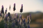 Beautiful Deep Purple Lavender Plants In Nature Stock Photo