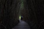 Tree Tunnel Stock Photo