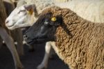 Dark Brown Sheep Stock Photo