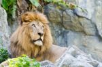 Male Lion Stock Photo