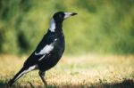 Australian Magpie Outdoors Stock Photo