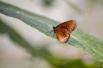 Common Crow Butterfly (euploea Core) Stock Photo