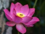 Lotus Lilly Flower With A Bee Landing Stock Photo