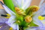 Buds Purple Flower Of Monochoria Hastata (l.) Solms Stock Photo